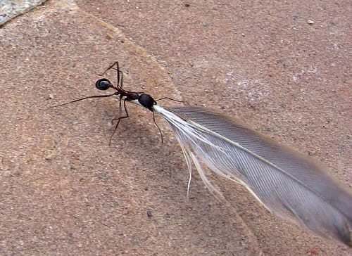 The Story of an Ant