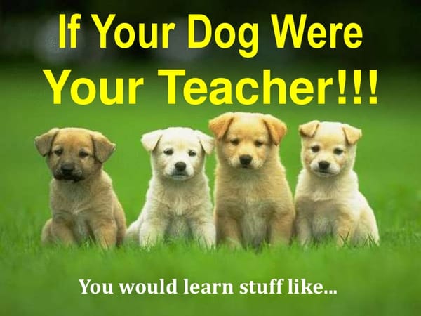 If A Dog Was Your Teacher