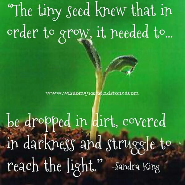 The Tiny Seed