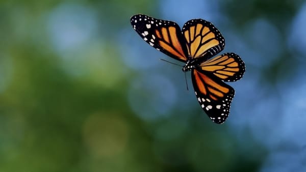 The Story of the Butterfly