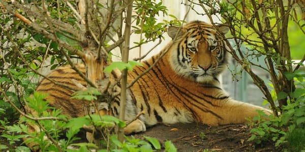 The Tiger’s Whisker