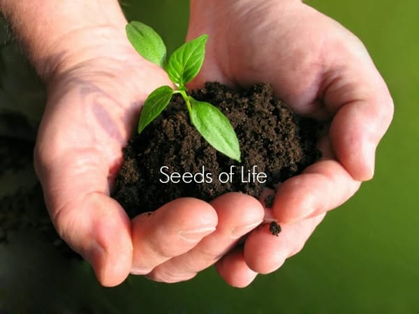 The CEO , Seeds of Life