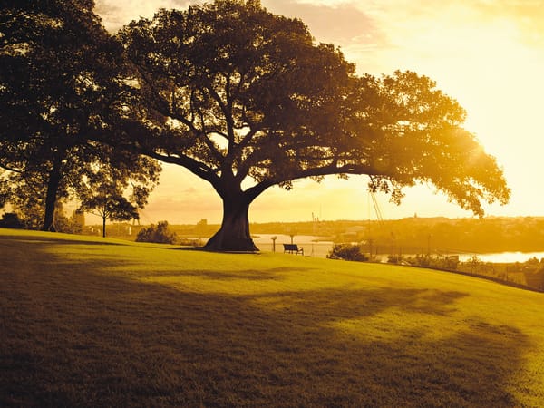 The Trouble Tree
