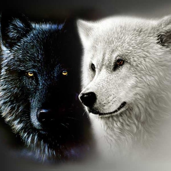 The Two Wolves Violent and Loving