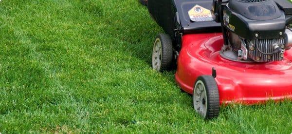 The Grass Cutting Days