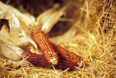 Growing Good Corn