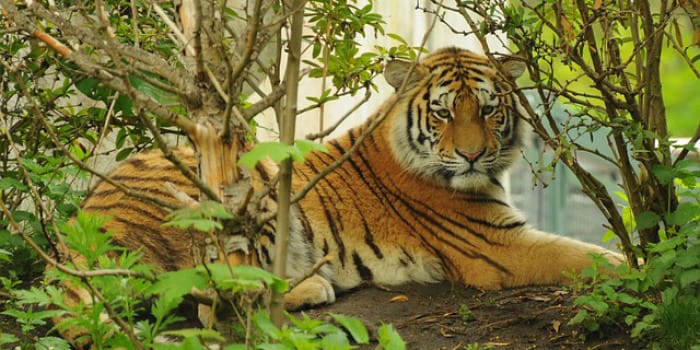 The Tiger’s Whisker